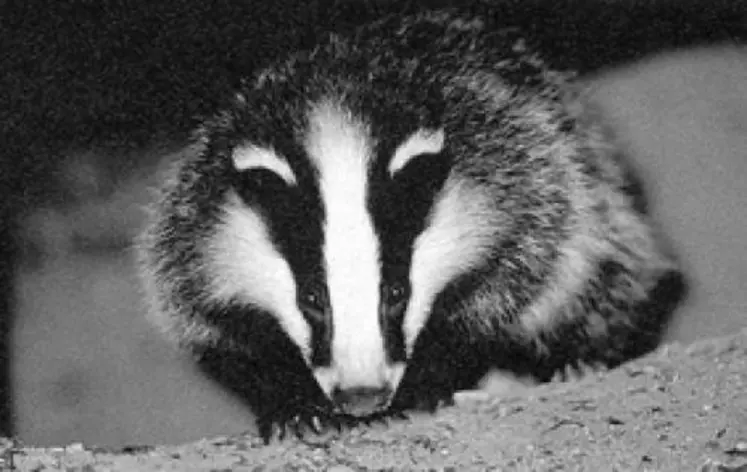 Le blaireau peut causer des dégâts sur les céréales (blé, orge, avoine et maïs) en consommant des grains ou des épis et parfois en les piétinant