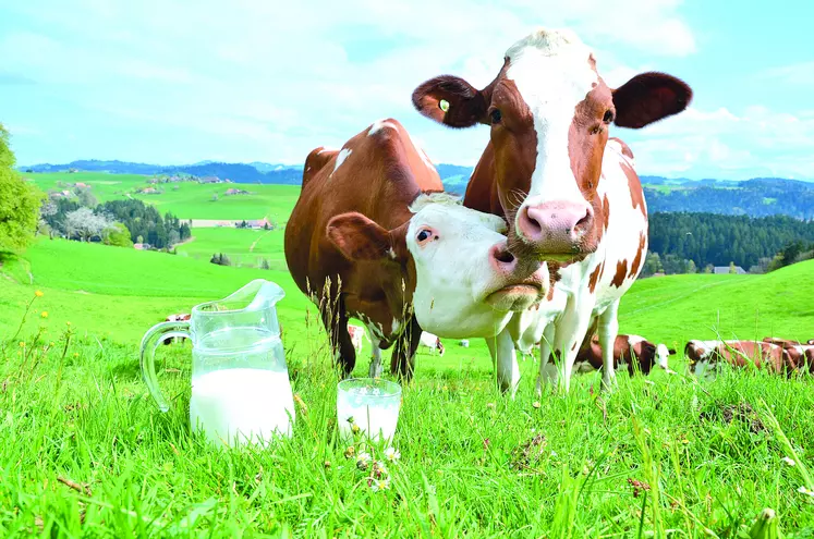 Vaches dans une prairie, devant du lait