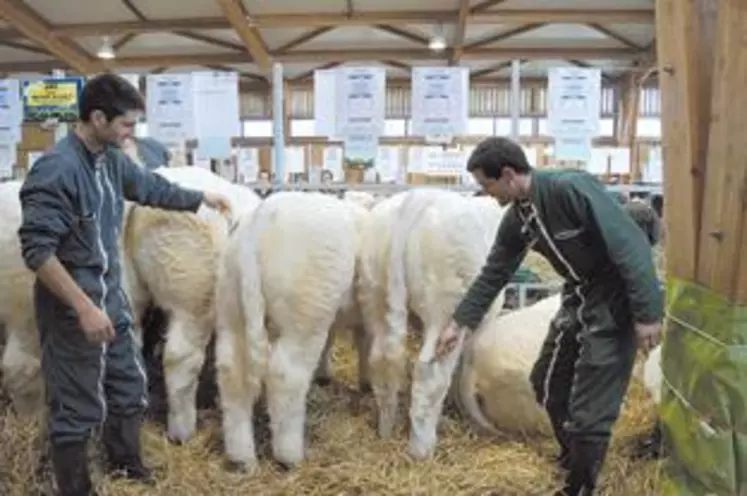 Vincent Barrier et Jérémie Boileau : deux jeunes éleveurs passionnés de génétiques et de concours.