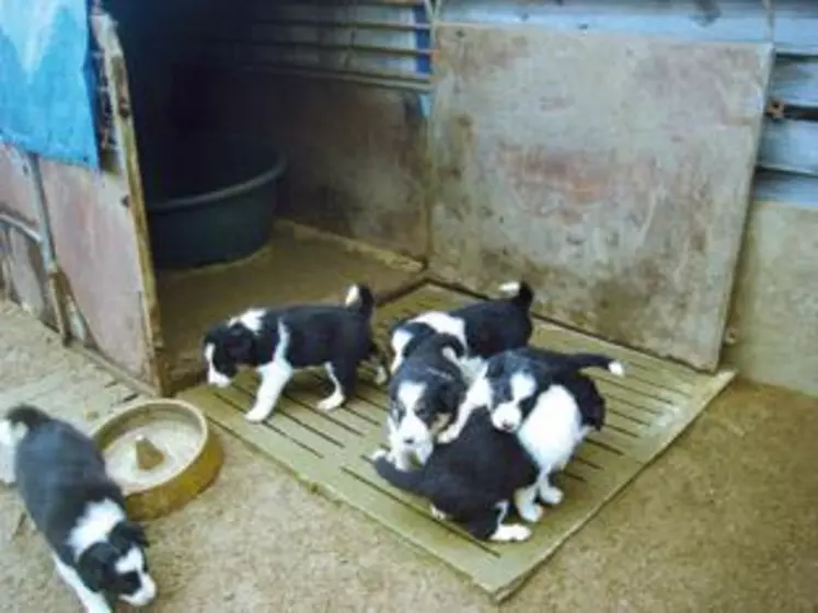 De nouvelles obligations encadrent la vente de chiots ou chatons.