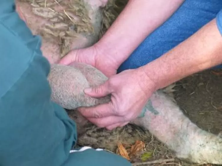 Le testage de bélier permet de s’assurer de la capacité de reproduction.
