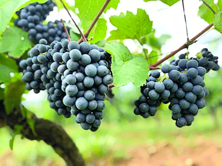 Grappes de raisin