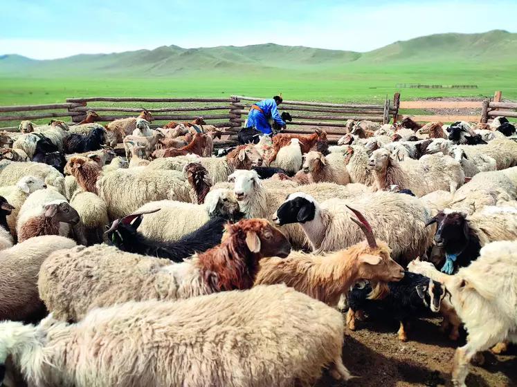 Moutons et chèvres constituent le plus gros cheptel d’élevage en Mongolie.