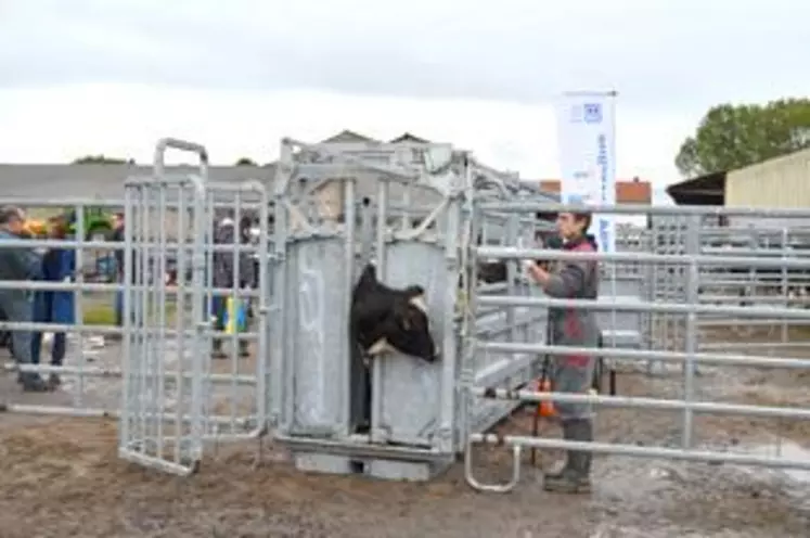 Lors du concours sur manipulation des bovins organisé par la MSA Auvergne au lycée agricole de Marmilhat, les neufs élèves participants ont pris conscience qu’avoir un matériel adéquat permet de gagner du temps et surtout d’être en sécurité.