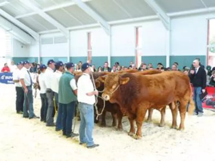 Des animaux de haute qualité tant en catégorie mâle...