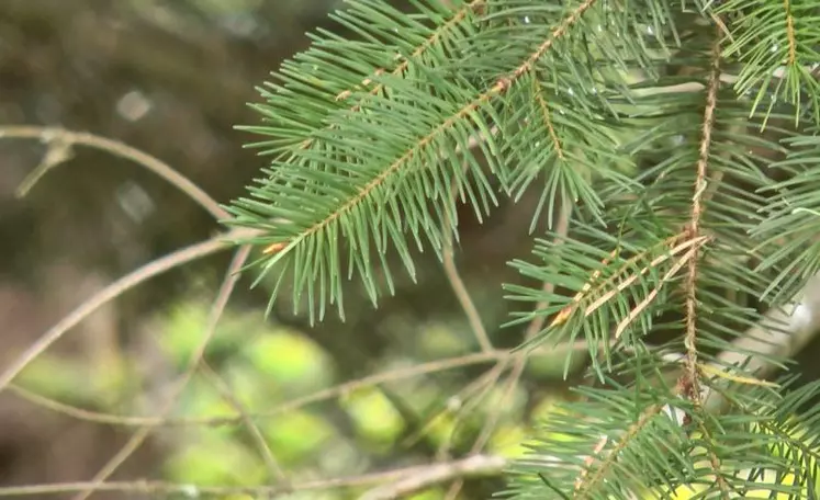 Etre formé pour bien entretenir sa forêt