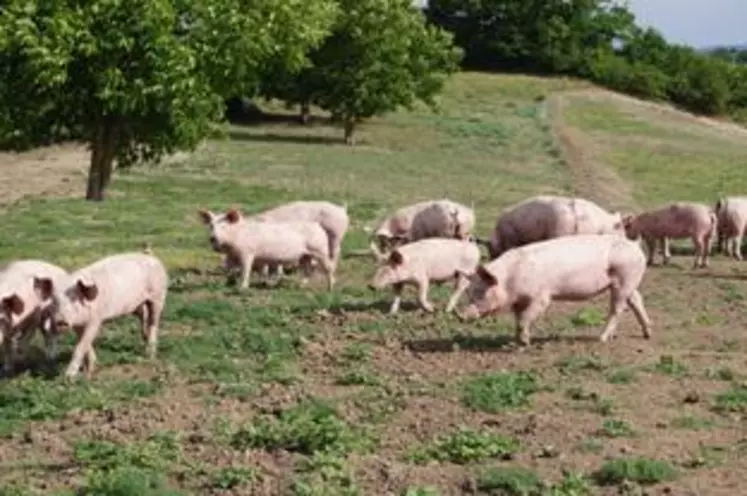 L’élevage plein air garantit un porcin avec un esprit sain. Une clef de voûte pour une viande de qualité.