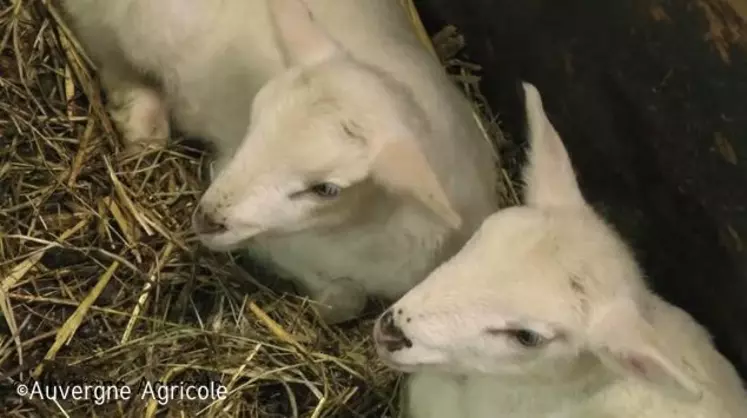 Production ovine