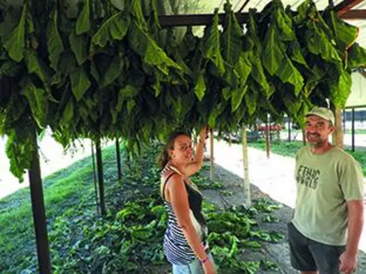 Thomas Pannetier et Stéphanie Seguin devant une rangée de tabac Brun. Variété rustique, le Brun demande peu d’eau. Il possède une haute teneur en nicotine. Son stockage et séchage sont simplifiés.