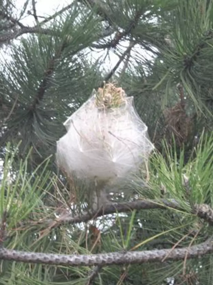 De nombreux nids de chenilles sont visibles sur les pins