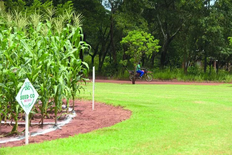 Limagrain conduit des recherches en Afrique depuis plus de 15 ans pour produire des semences adaptées aux contraintes du continent.