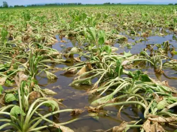 Les plants de betteraves étaient magnifiques jusqu’à début juin. Ils souffrent aujourd’hui de l’asphyxie causée par l’eau stagnante et les racines pourrissent !