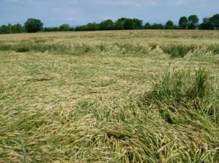 Les orages n’ont pas épargné plusieurs parcelles de blé.