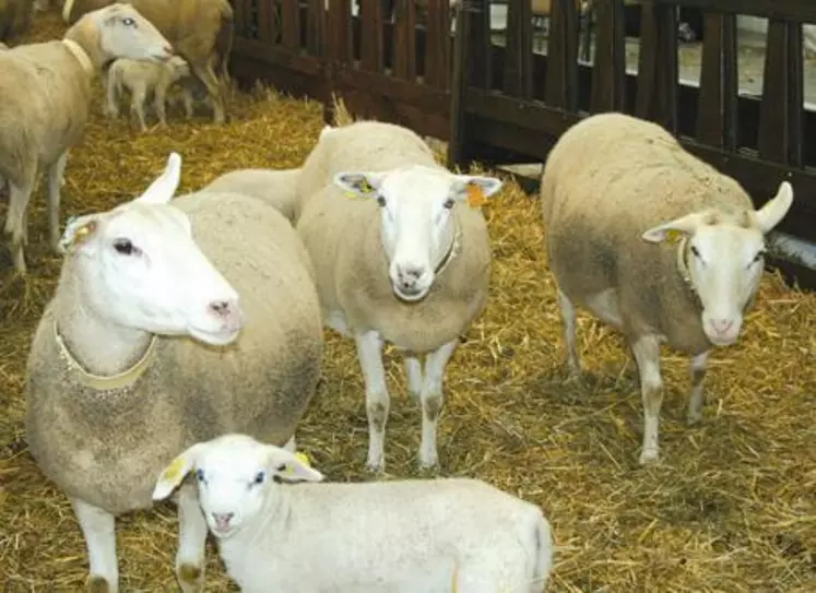 L’identification électronique deviendra obligatoire pour l’ensemble des agneaux nés après le 1er juillet 2010.