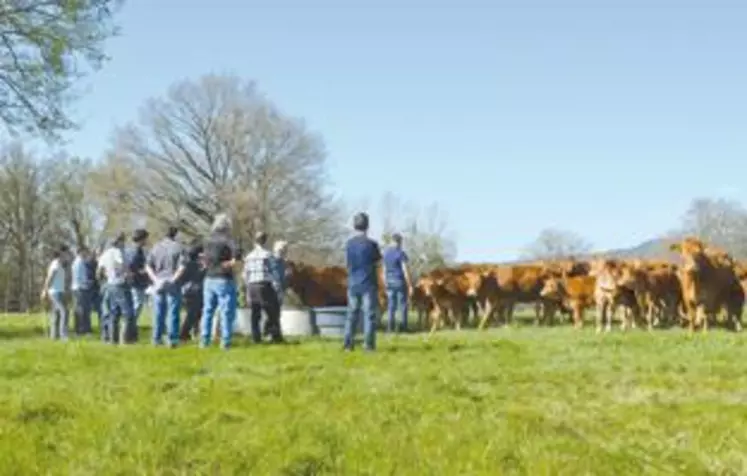 Farouches les Limousines ? Au Gaec Gidon à Sugères, les éleveurs ont prouvé le contraire.