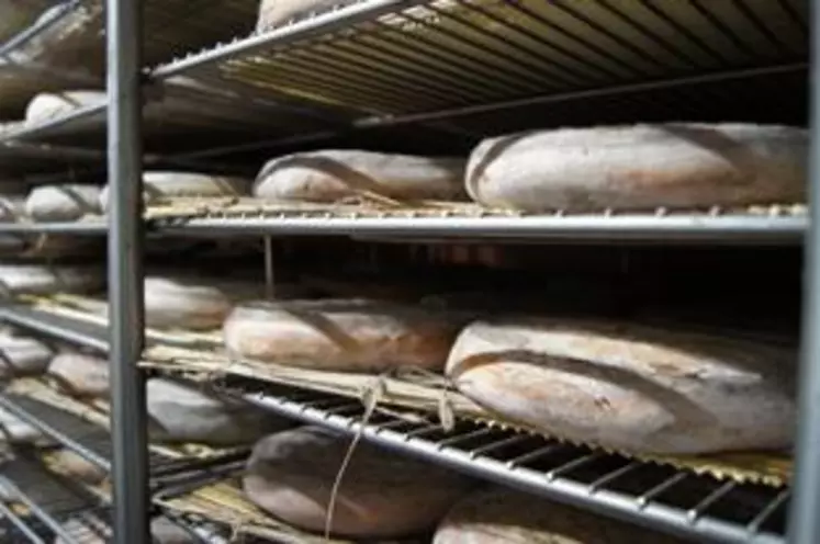 Le projet de filière de production de luzerne en
Limagne pour les producteurs de Saint-nectaire pourrait voir le jour en 2021.