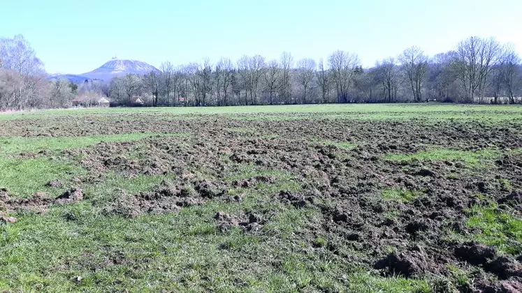 Des dégâts de gibiers récurrents et qui s’aggravent sur le département avec de nouveaux secteurs subissant des dégâts, comme le Cézallier. Sur la photo des dégâts de sangliers à Mazayes.