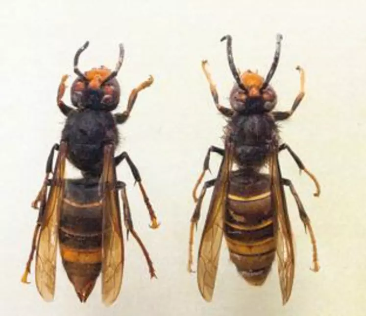 Le frelon asiatique (Vespa velutina) est de couleur sombre, les pattes jaunes et mesure 3 cm contre 4 cm pour le frelon européen. Son nid est construit en hauteur, il a une apparence de carton et ressemble à un gros ballon gonflable.