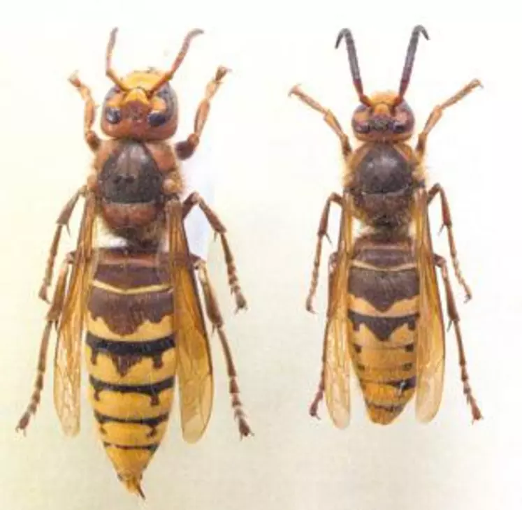 Frelon européen (Vespa crabro)