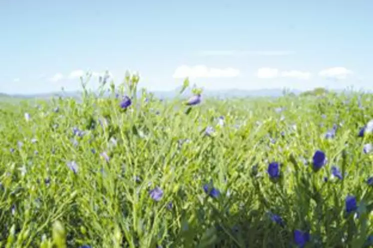 Des champs bleus, voilà l’un des nouveaux paysages offerts par la culture de nouvelles céréales.
