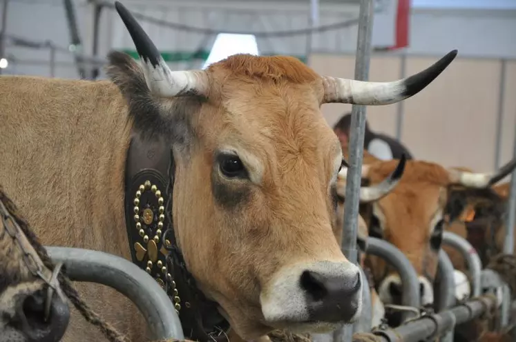 La race aubrac sera à l'honneur du prochain Sommet de l'Elevage