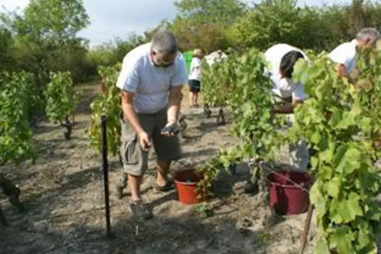 Un raisin cueilli et emporté dans des hottes par des «non professionnels», des vignerons… Certes dans une ambiance conviviale, mais avec beaucoup de soin. Tout un chacun étant bien persuadé de l'importance de cette première récolte labellisé AOC.