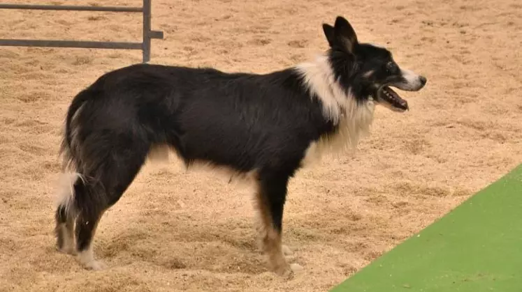 Le Border Collie est le chien le plus souvent sélectionné pour le travail sur troupeaux grâce à son instinct de berger