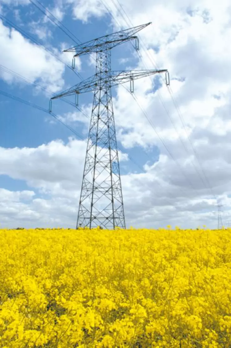 Champ de colza en fleurs sous une ligne à haute tension.