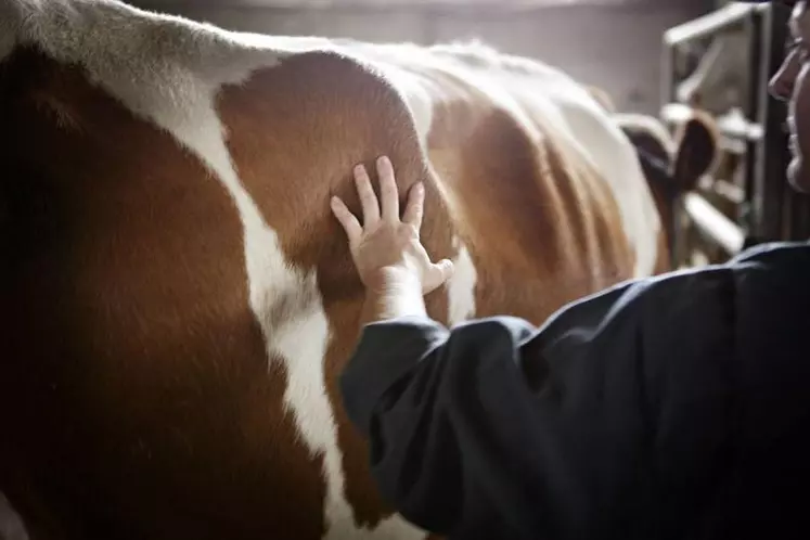 La filière Saint-nectaire enregistre, à cette heure, 10 offres qualifiées pour le Puy-de-Dôme et le Cantal pour une association ou reprise d’exploitation.