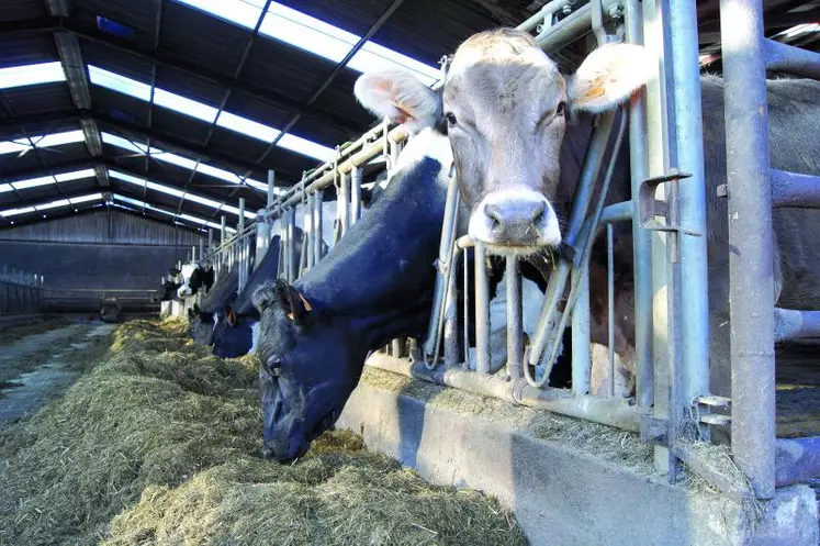 Moins d’alimentation, moins de lait, les éleveurs laitiers puydômois accusent la douloureuse équation de la sécheresse automnale.