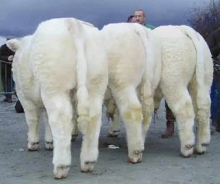 L'Elevage Boutet remporte le prix d'Honneur mâle dans la catégorie élevage de moins de 70 vaches avec ce très harmonieux groupe de 3 veaux de l'année