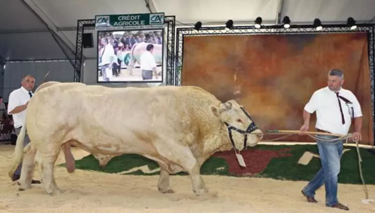 La race Charolaise organise son concours national au Sommet de l’élevage. 500 animaux sont attendus. (Photo d’archives)