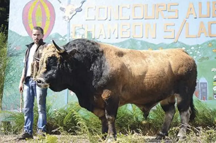 Loïc Lacroix au côté d’Invaincu, son champion né et élevé à la ferme dont la carrure de 1,15 tonne cache un caractère de peluche.