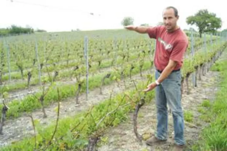 Cédric Chalard  montre  quelle était la hauteur de sa vigne avant que  l’orage de grêle ne hache tiges, feuilles et grappes naissantes.