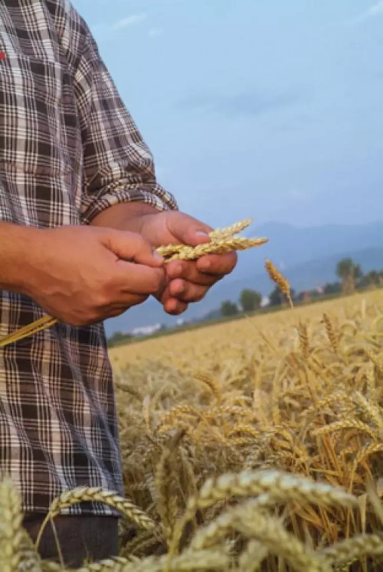 Blé / farine / pain : une filière de qualité attachée à la Limagne et qui, depuis l’an dernier, compte à son actif une farine Label Rouge