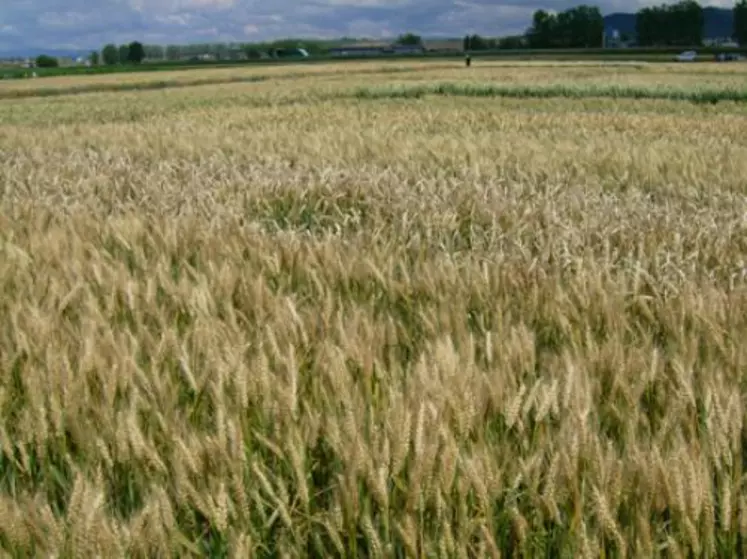 Les céréales bénéficient d’une traçabilité avantageuse pour tous les acteurs de la filière. Ici la parcelle d’essais blé lors des portes ouvertes.