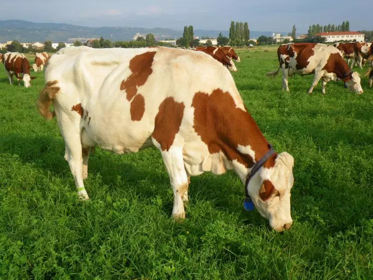 Rationné, tournant ou continu, le pâturage se gère pour optimiser la consommation d’herbe en quantité et en qualité, et sa repousse.