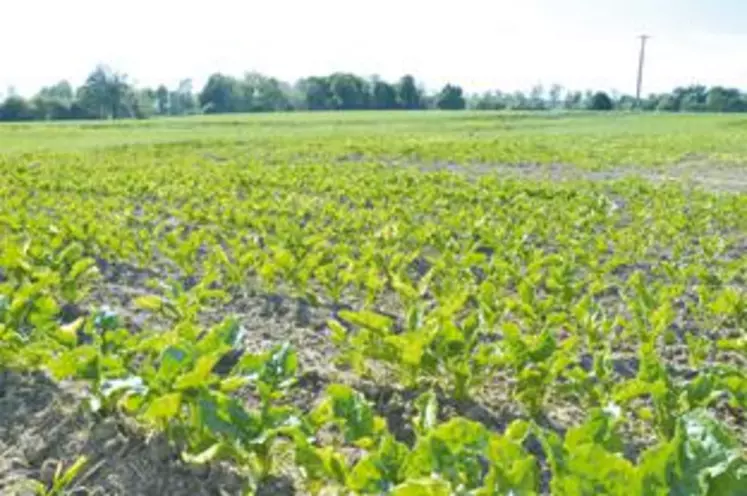 Le stade de développement des betteraves s’étend actuellement de 6 à 16 feuilles selon les parcelles.