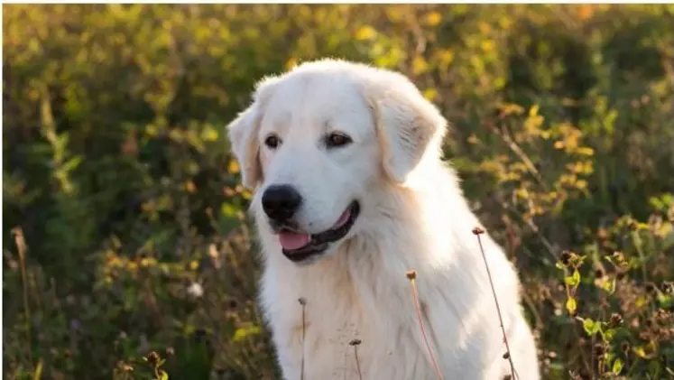 Pour assurer la protection du troupeau, l’exploitation possède huit chiens de protection de race Bergers des Abruzzes.