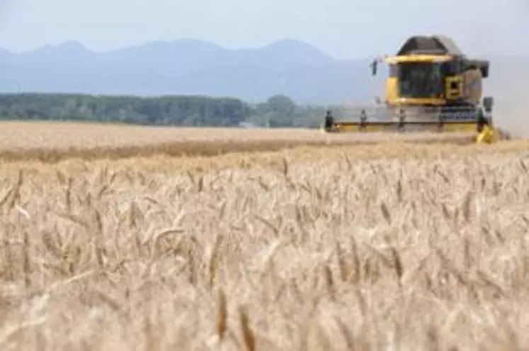 Les dégâts sur la qualité des céréales risquent d’entraîner une surabondance de blé fourrager et une diminution des disponibilités en blé de qualité meunière sur le marché intérieur et pour une exportation devenue de plus en plus exigeante en matière de qualité.