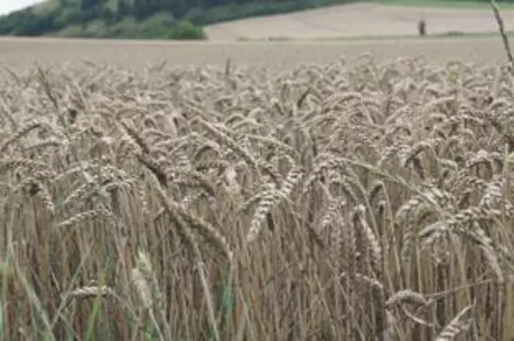 Les conditions climatiques du mois de juillet ont impacté la qualité des blés créant une situation d’incertitude pour les producteurs et Limagrain.