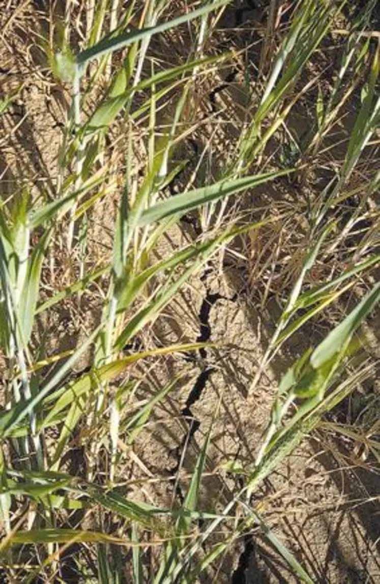 Les pieds de blé souffrent du manque d’eau