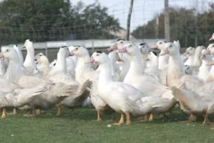 La production du foie gras est encore une fois mise à mal par le bien-être animal.