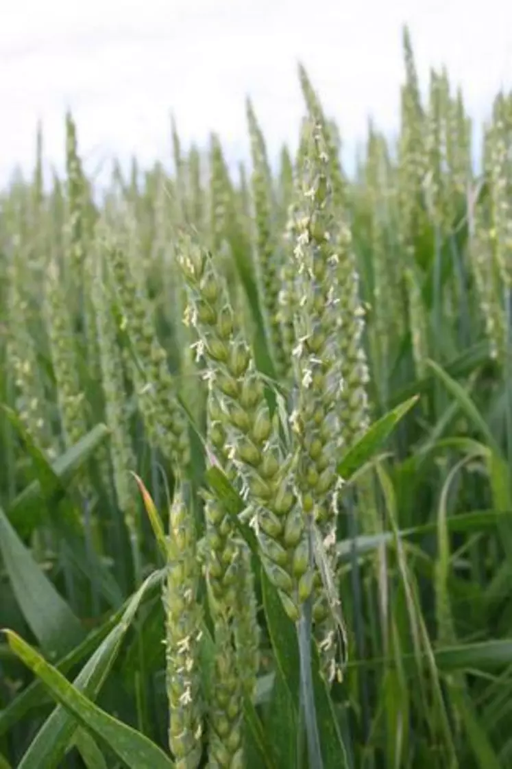 Les blés sont au stade floraison ou s’en rapprochent, une étape sensible où les agriculteurs doivent être vigilants.