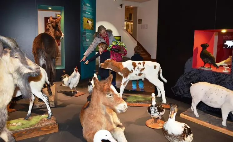 Exposition sur la domestication des animaux par les hommes, au musée Lecoq.