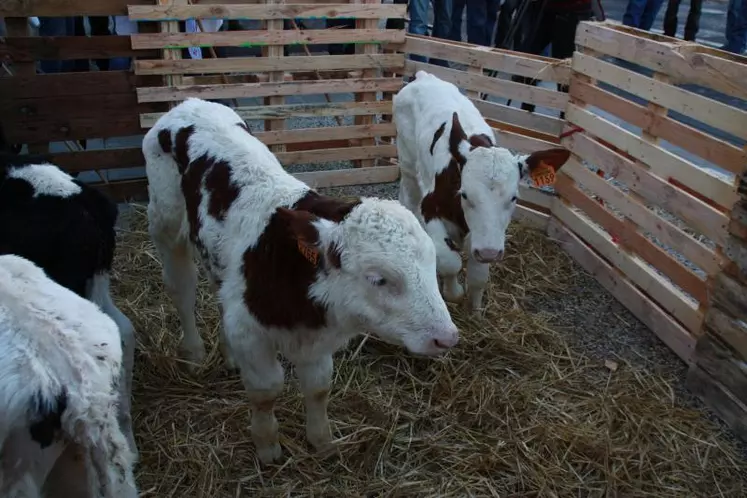 L'Espagne devrait rouvrir ses portes aux échanges d'animaux