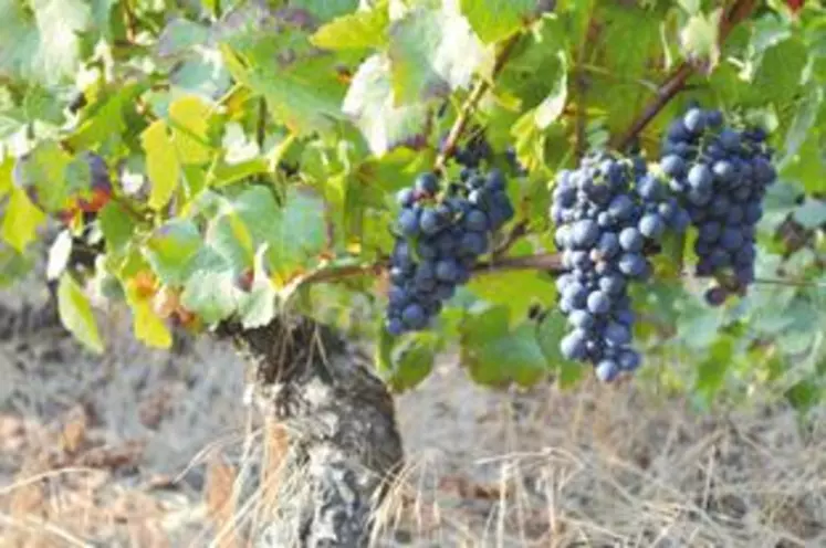 Sécheresse, canicule, grêle auront eu raison de la vigne puydômoise avec des pertes de rendement allant de 50% à 75%.