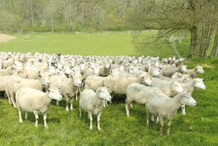 Le secteur ovin est un des principaux bénéficaires des dispositions françaises