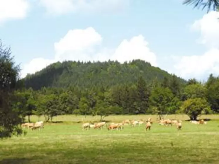 Au pied de la Chaîne des Puys, les aubracs broutent l’herbe verdoyante, pour le maintien des paysages et le plus grand bonheur des visiteurs.