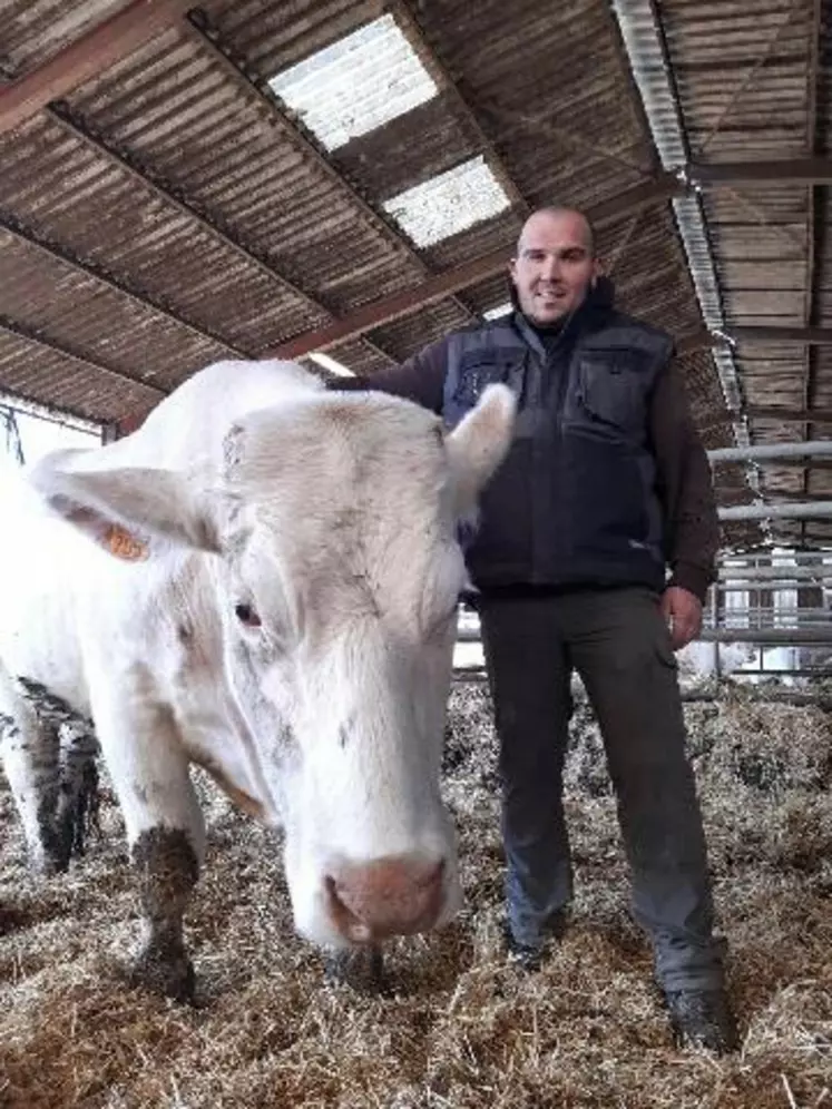 Tony Liège, éleveur de vaches charolaises, souhaite alerter les éleveurs sur la nécessité de faire vacciner les troupeaux pour lutter contre la BVD.